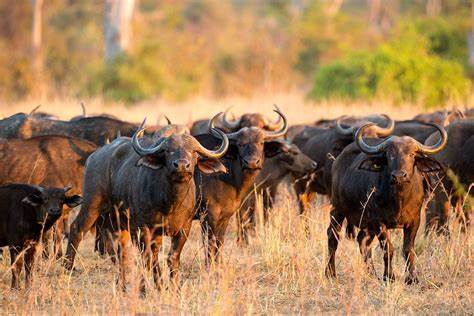 đ&agrave;n tr&acirc;u